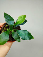 Microsorum Siamensis