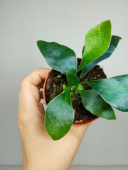 Microsorum Siamensis