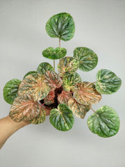 Peperomia Caperata Var.