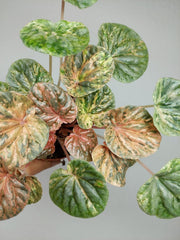 Peperomia Caperata Var.