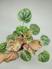 Peperomia Caperata Var.