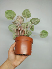 Peperomia Caperata Var.