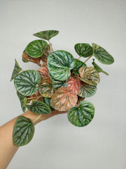 Peperomia Caperata Var.