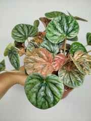 Peperomia Caperata Var.