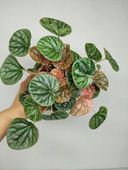Peperomia Caperata Var.
