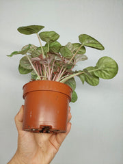 Peperomia Caperata Var.
