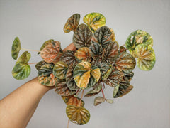 Peperomia Caperata Var.
