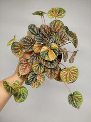 Peperomia Caperata Var.