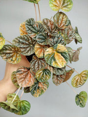 Peperomia Caperata Var.