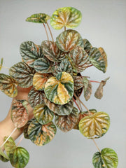 Peperomia Caperata Var.