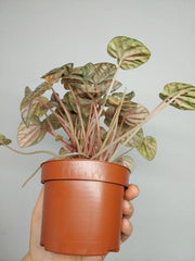 Peperomia Caperata Var.