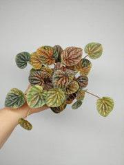 Peperomia Caperata Var.