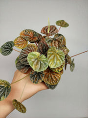 Peperomia Caperata Var.