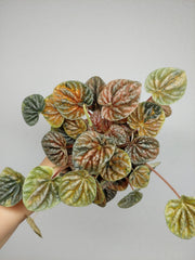 Peperomia Caperata Var.