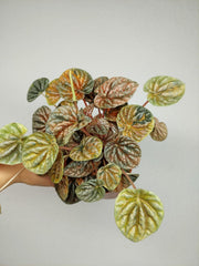 Peperomia Caperata Var.
