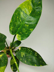 Philodendron Green Congo Variegata groß