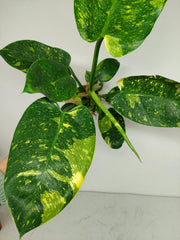 Philodendron Green Congo Variegata groß