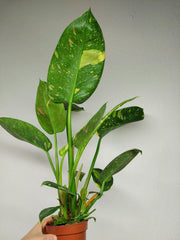 Philodendron Green Congo Variegata groß