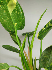 Philodendron Green Congo Variegata groß
