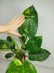 Philodendron Green Congo Variegata groß