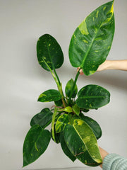 Philodendron Green Congo Variegata groß