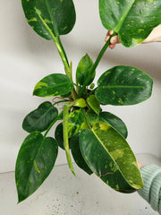 Philodendron Green Congo Variegata groß