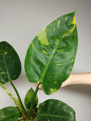 Philodendron Green Congo Variegata groß