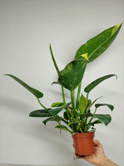 Philodendron Green Congo Variegata groß