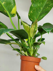 Philodendron Green Congo Variegata groß