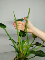 Philodendron Green Congo Variegata groß