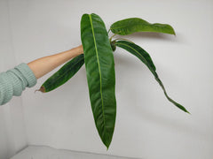Philodendron Patriciae