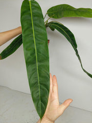Philodendron Patriciae