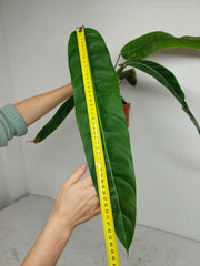 Philodendron Patriciae