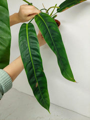 Philodendron Patriciae