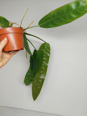 Philodendron Patriciae