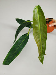Philodendron Patriciae