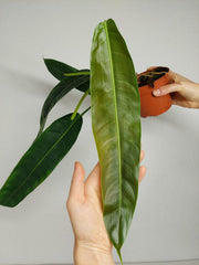 Philodendron Patriciae