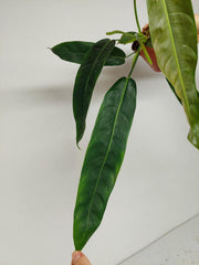 Philodendron Patriciae