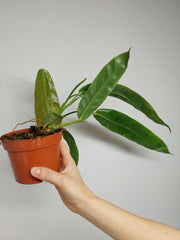 Philodendron Patriciae