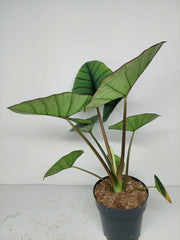 Alocasia Platinum groß