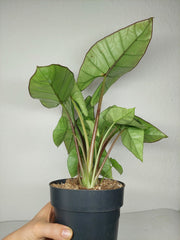 Alocasia Platinum groß