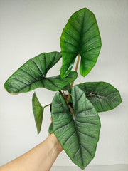 Alocasia Platinum groß