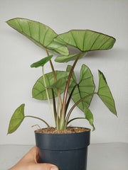 Alocasia Platinum groß
