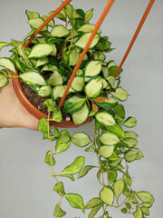 Hoya Heuschkeliana Variegata Hängeampel