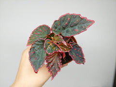 Begonia Medusa