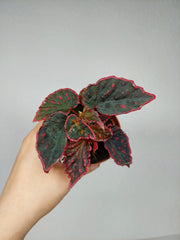Begonia Medusa