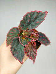 Begonia Medusa