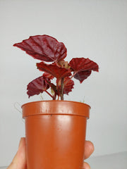Begonia Medusa