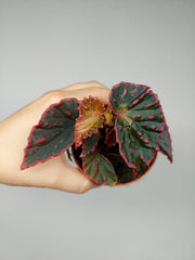 Begonia Medusa