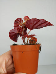 Begonia Medusa